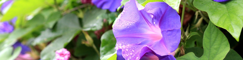 Morning Glory, Morning Glories, September Birth Flower, Birth Flower, Birth Month Flower